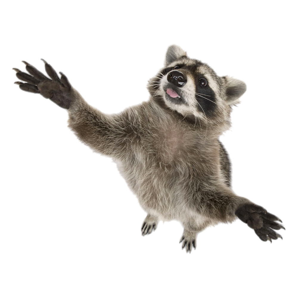 Raccoon Transparent Picture