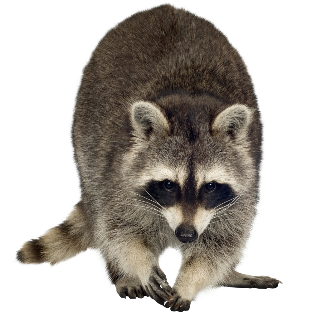 Raccoon Transparent Clipart