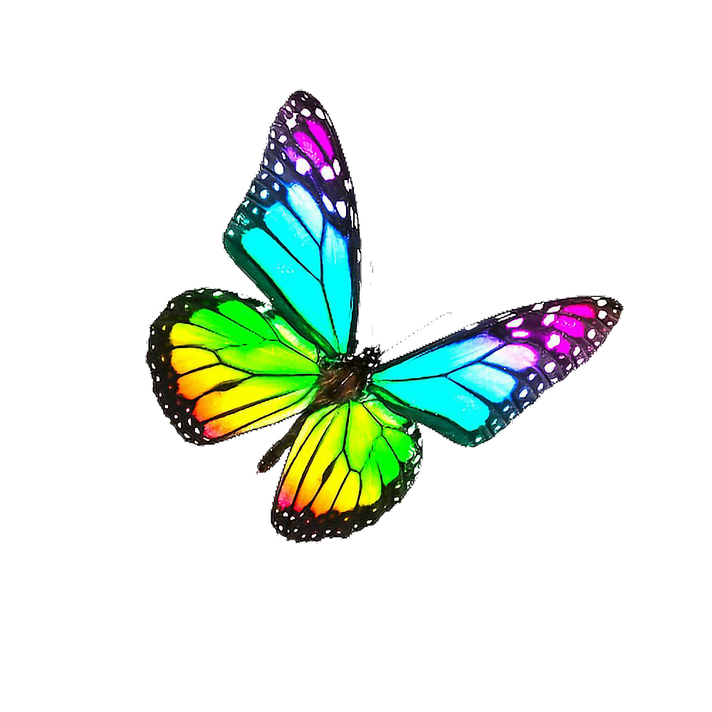 Rainbow Butterfly Transparent Image