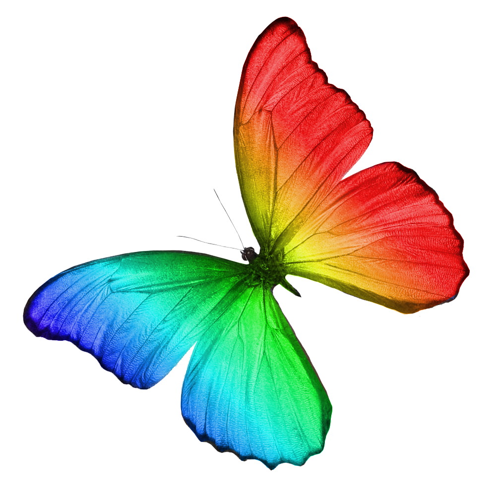 Rainbow Butterfly Transparent Photo