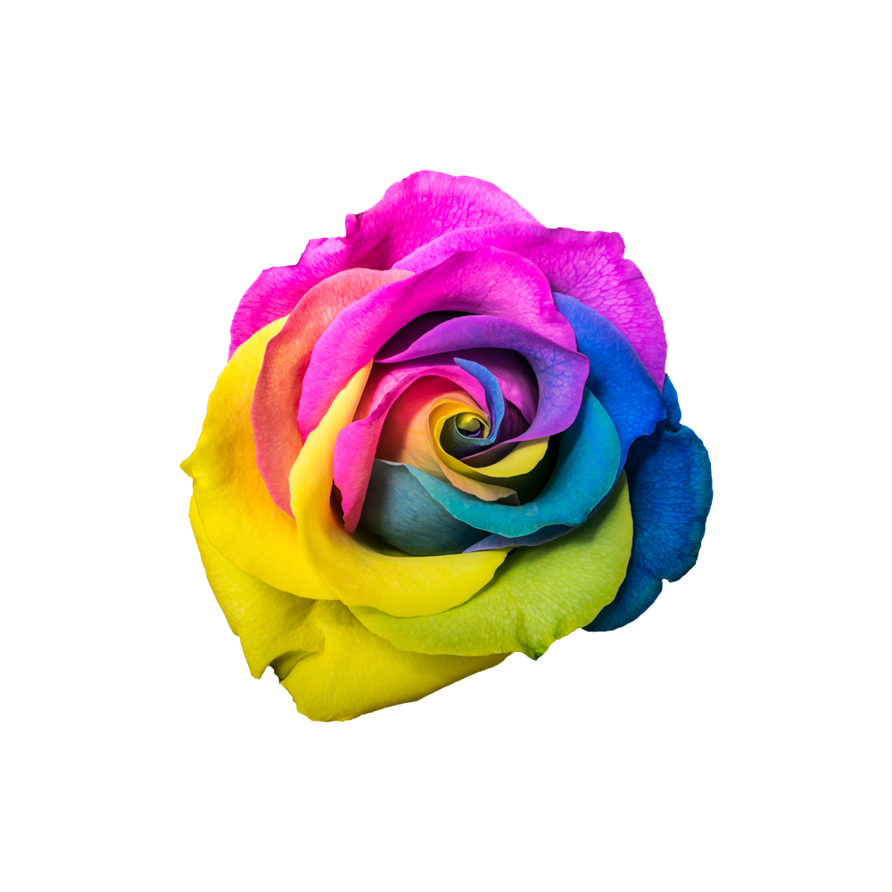Rainbow Rose Transparent Image