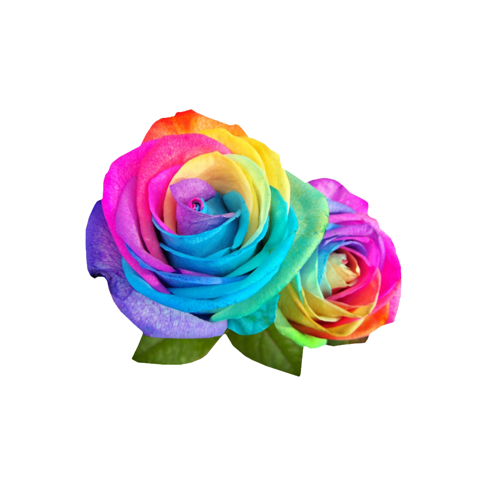 Rainbow Rose Transparent Photo