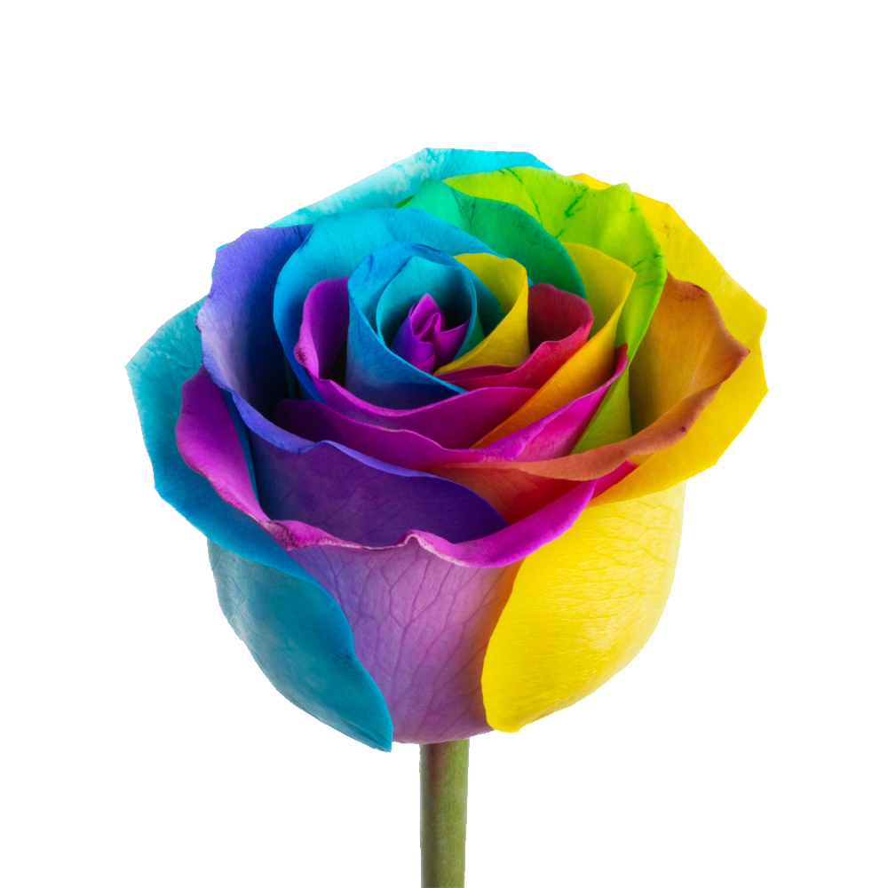 Rainbow Rose Transparent Picture