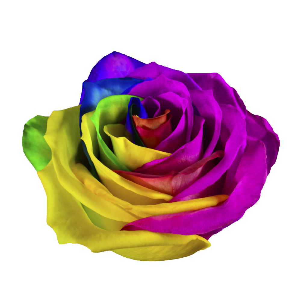 Rainbow Rose Transparent Clipart