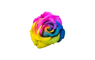 Rainbow Rose PNG