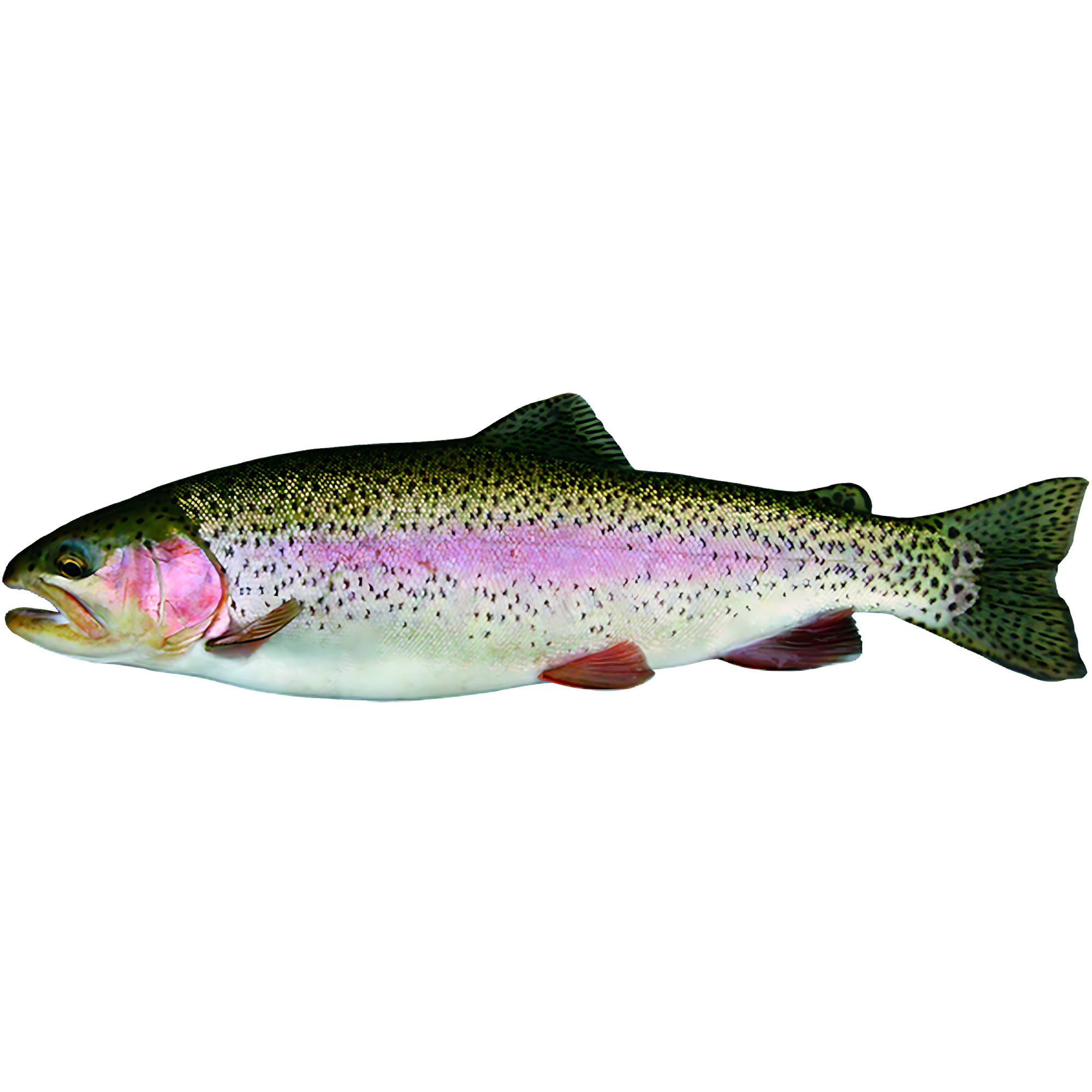 Rainbow Trout Transparent Picture