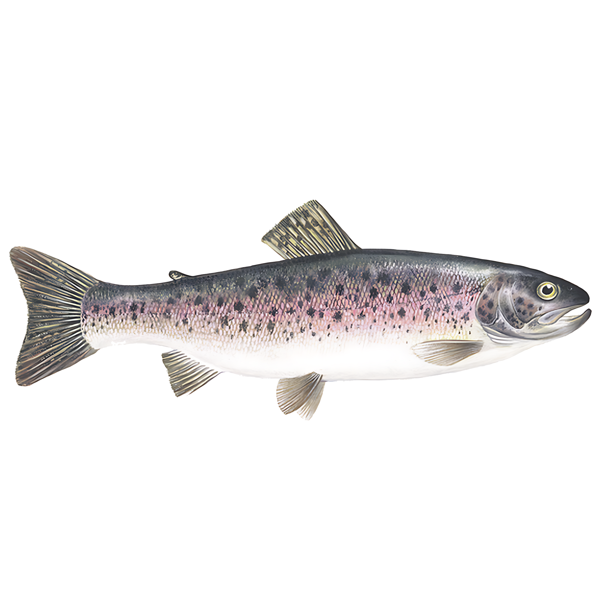 Rainbow Trout  Transparent Gallery