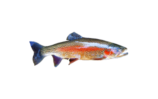 Rainbow Trout PNG