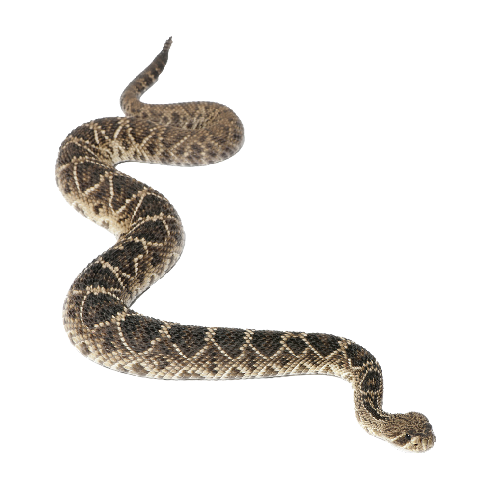 Rattlesnake  Transparent Image