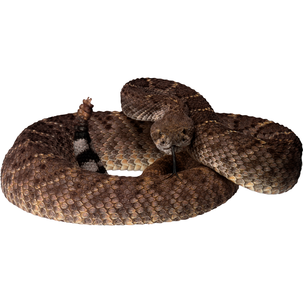 Rattlesnake  Transparent Photo