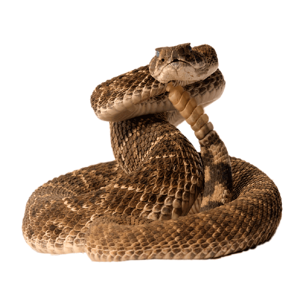 Rattlesnake Transparent Picture