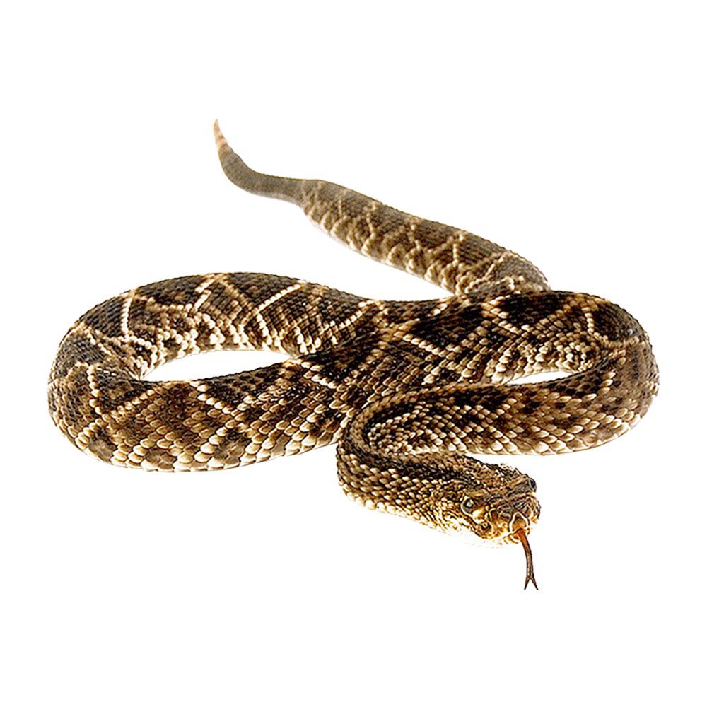 Rattlesnake  Transparent Clipart