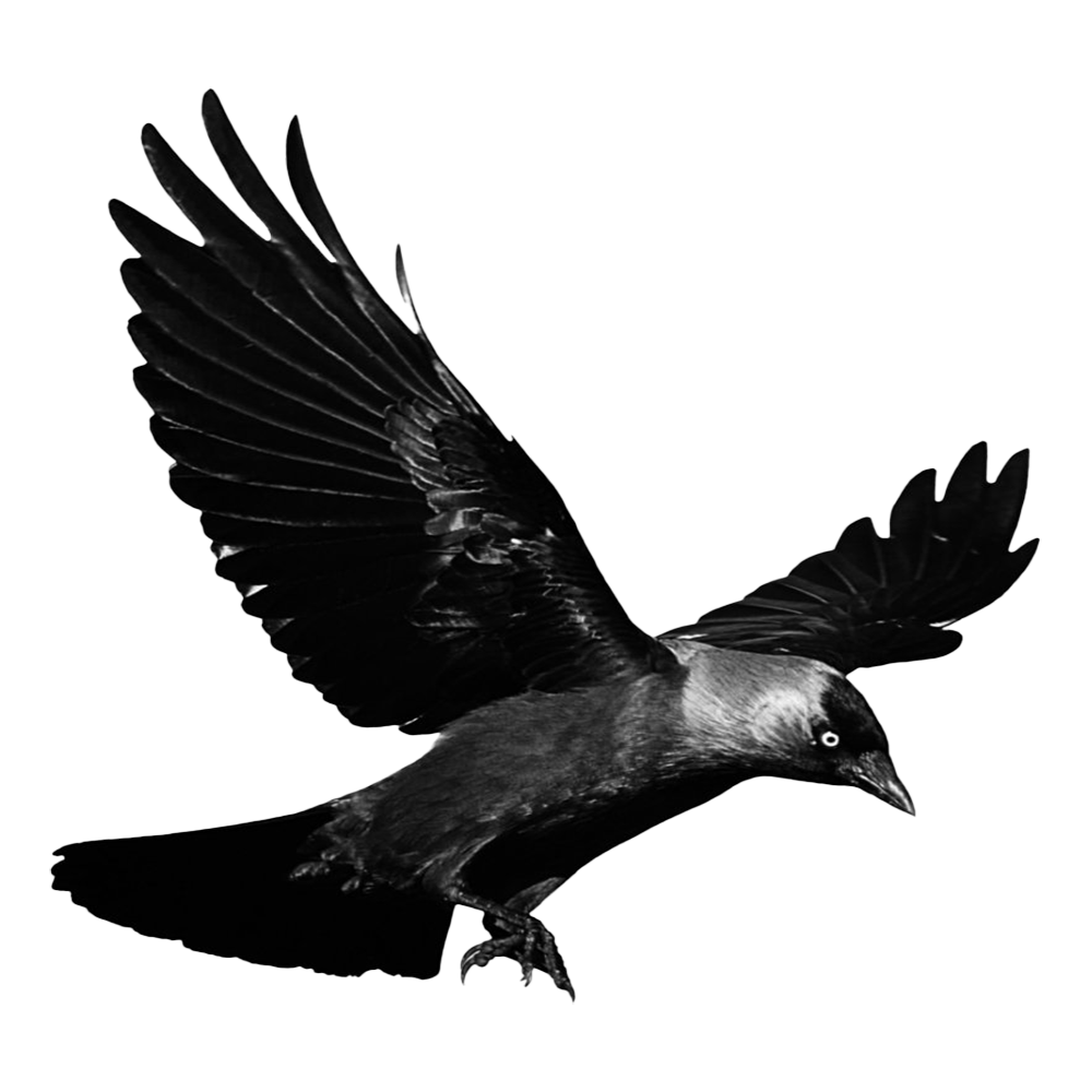 Raven Transparent Image