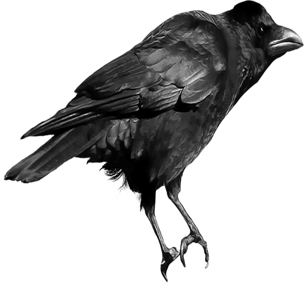 Raven Transparent Picture