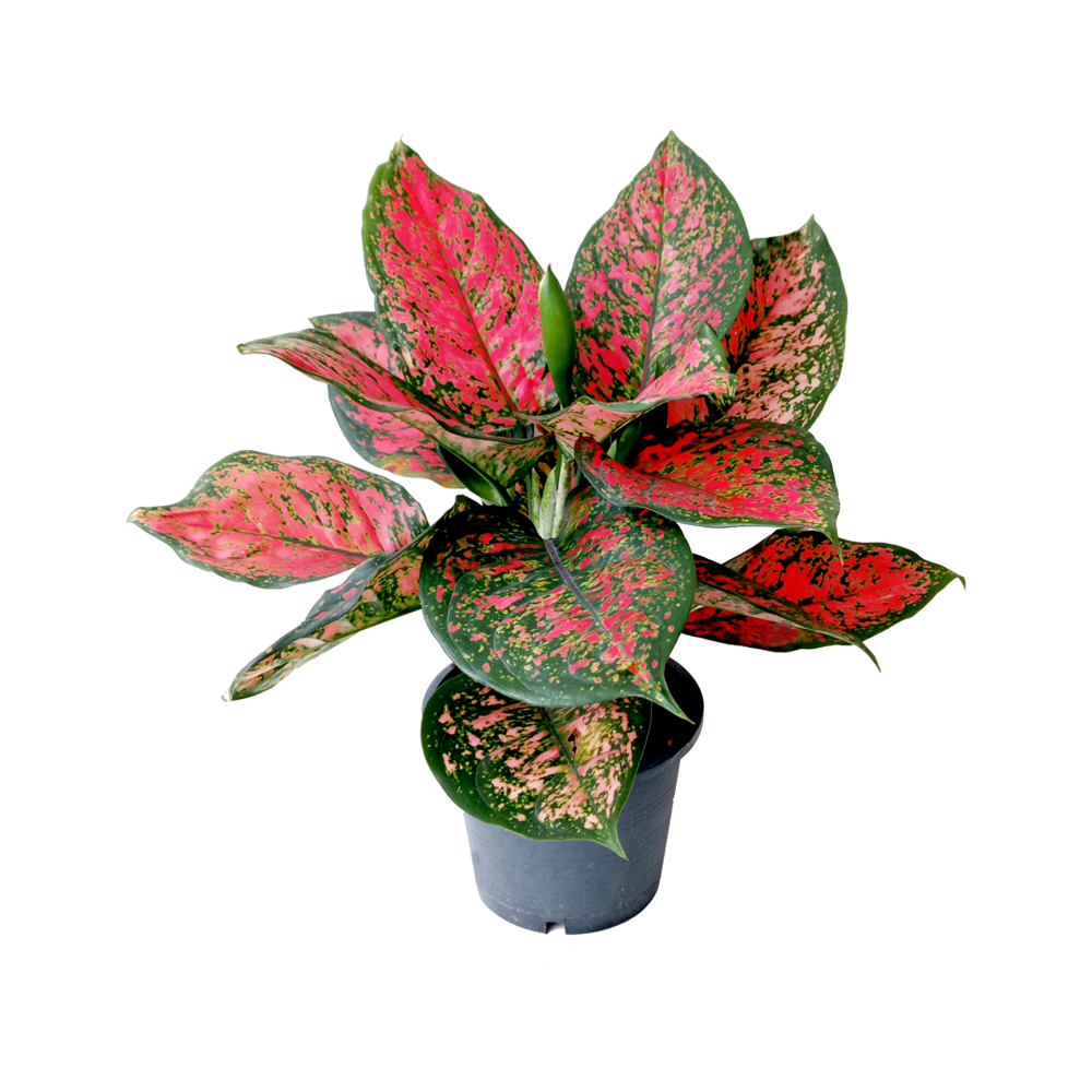Red Aglaonema Plant  Transparent Photo