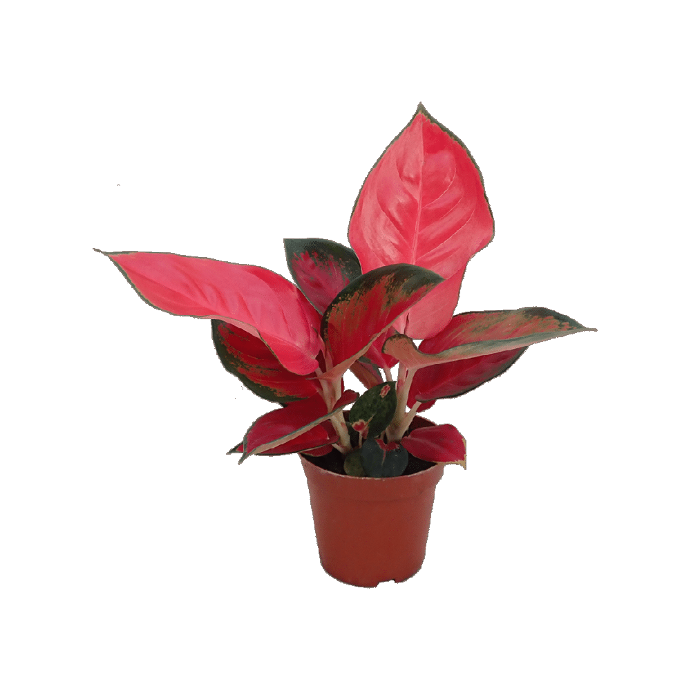 Red Aglaonema Plant Transparent Picture