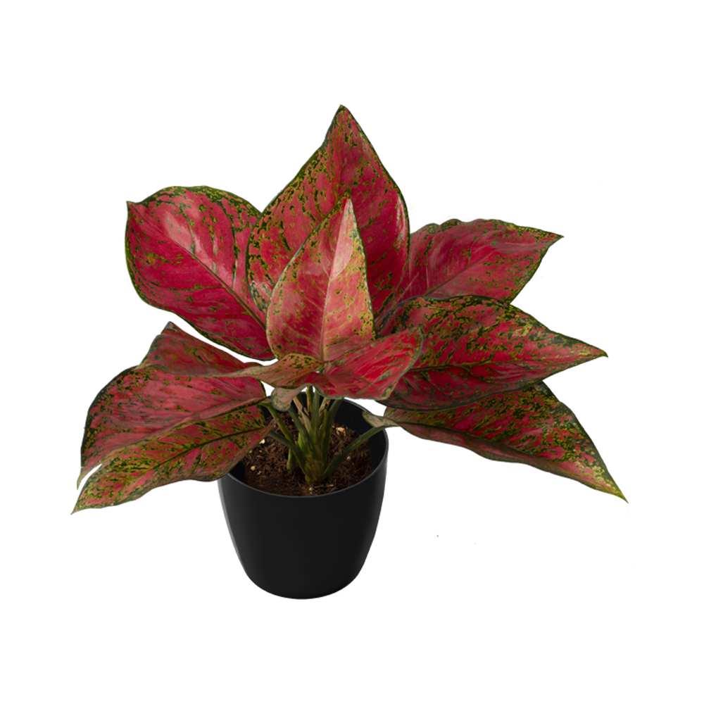 Red Aglaonema Plant  Transparent Clipart