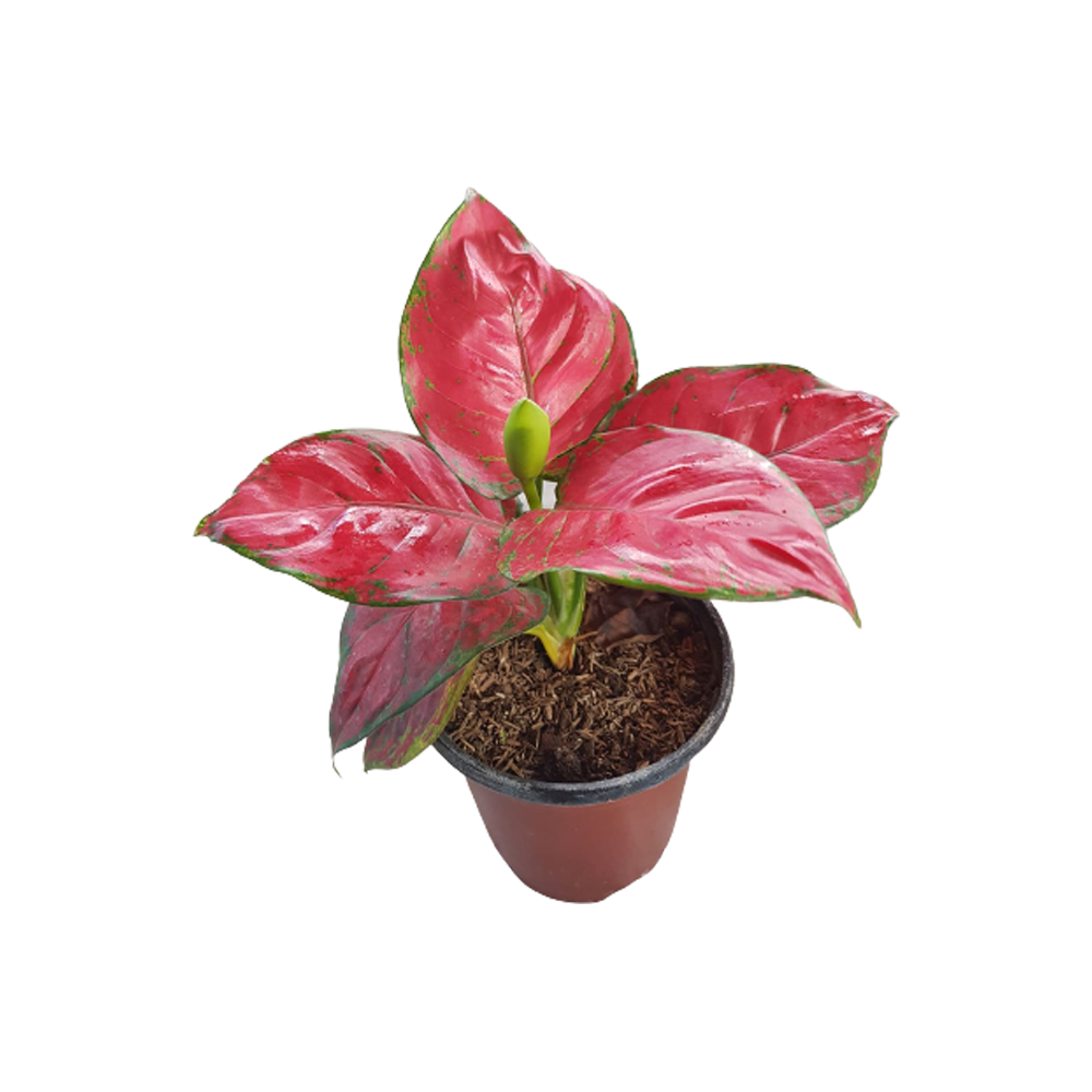 Red Aglaonema Plant  Transparent Gallery