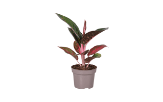 Red Aglaonema Plant PNG