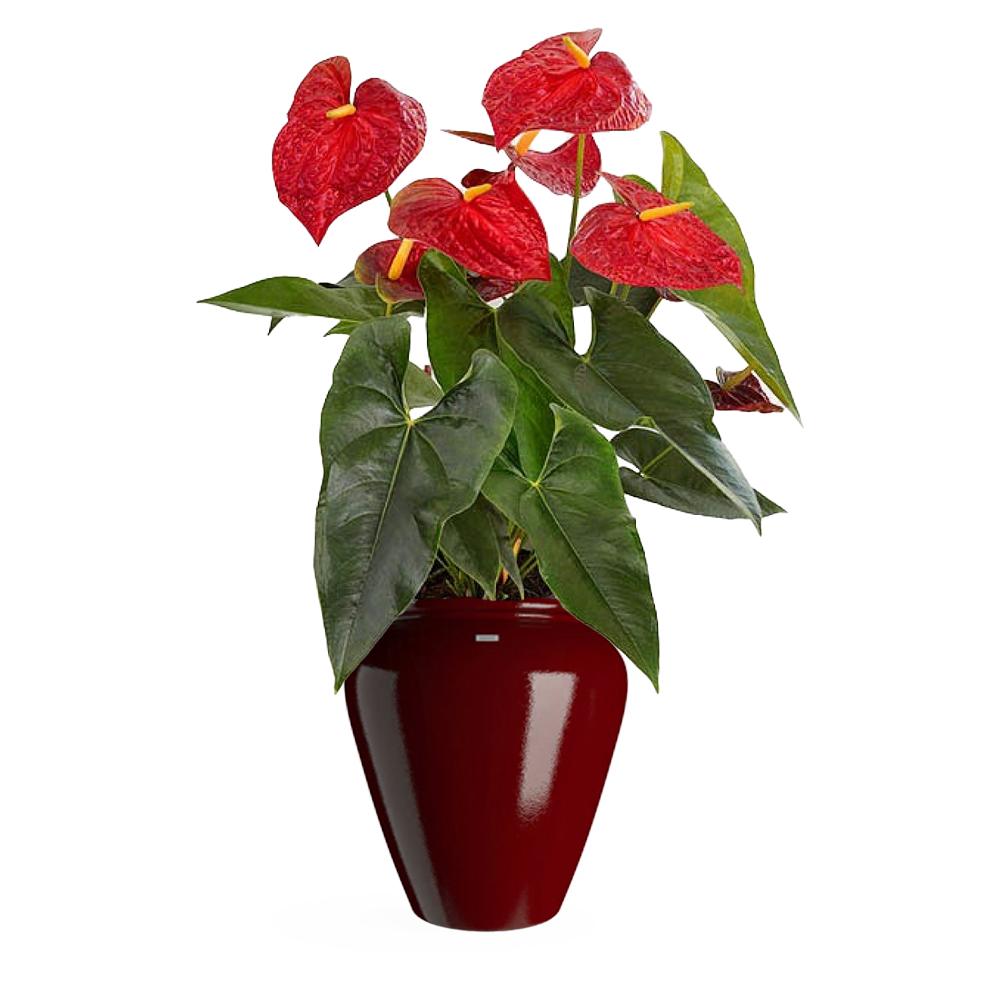 Red Anthurium Transparent Picture