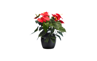 Red Anthurium PNG