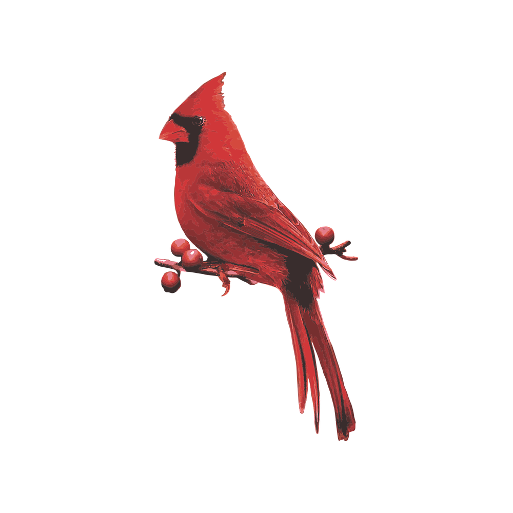 Red Bird  Transparent Photo