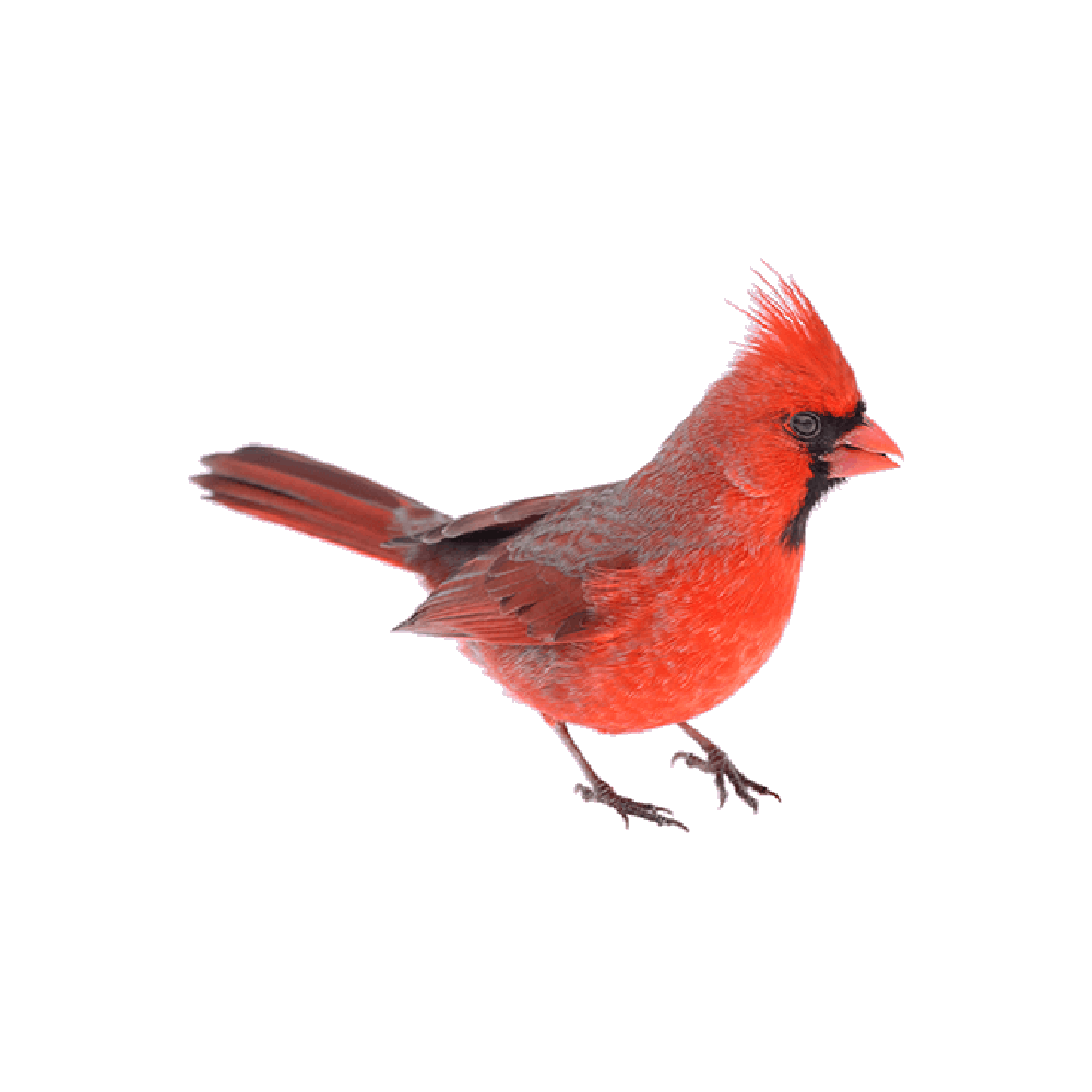 Red Bird Transparent Picture