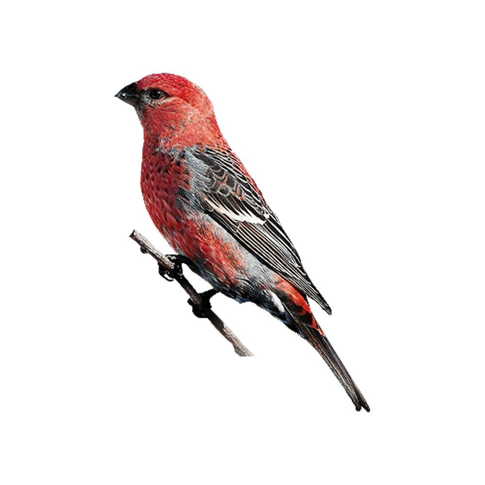Red Bird  Transparent Gallery