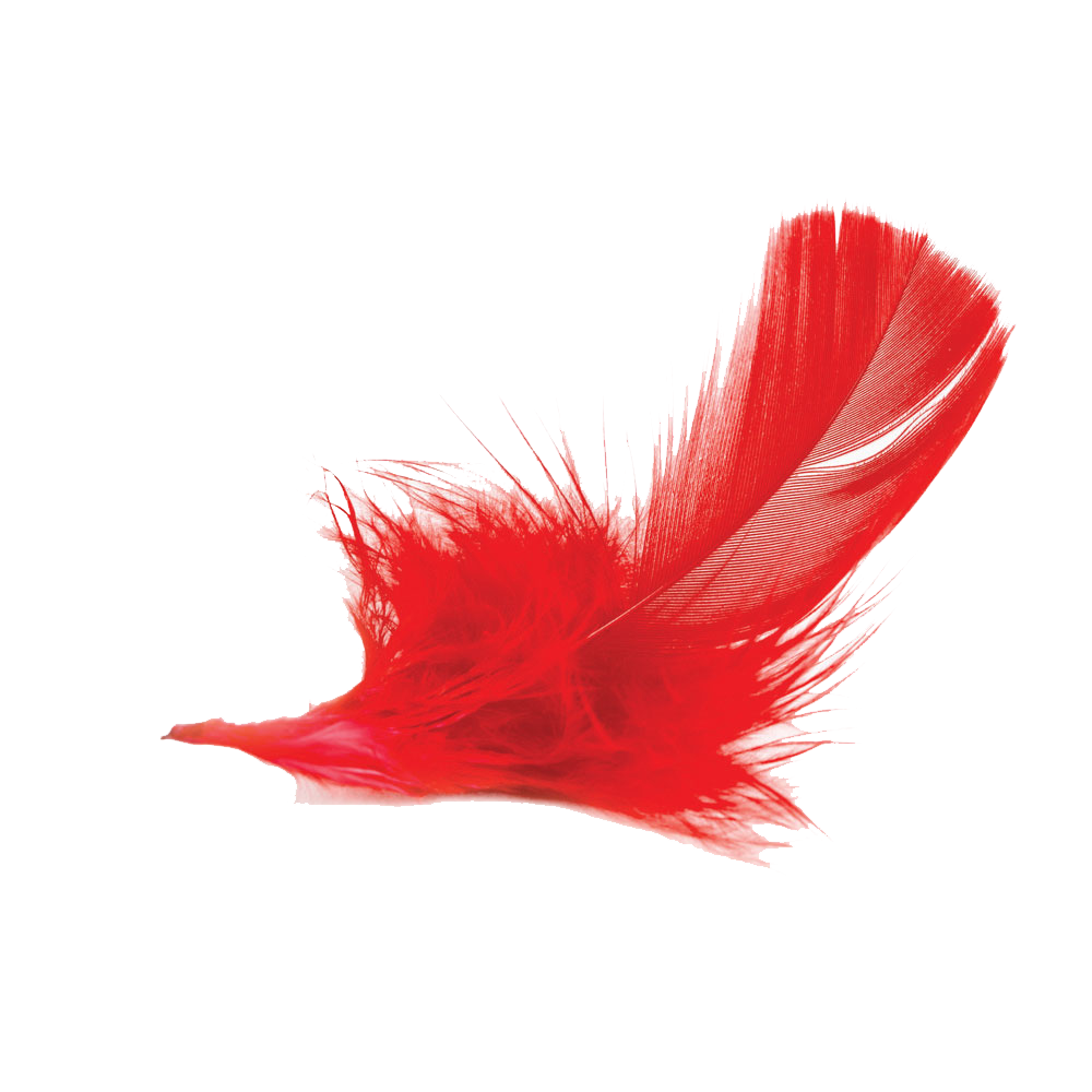 Red Feather Transparent Photo