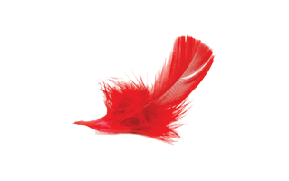 Red Feather PNG