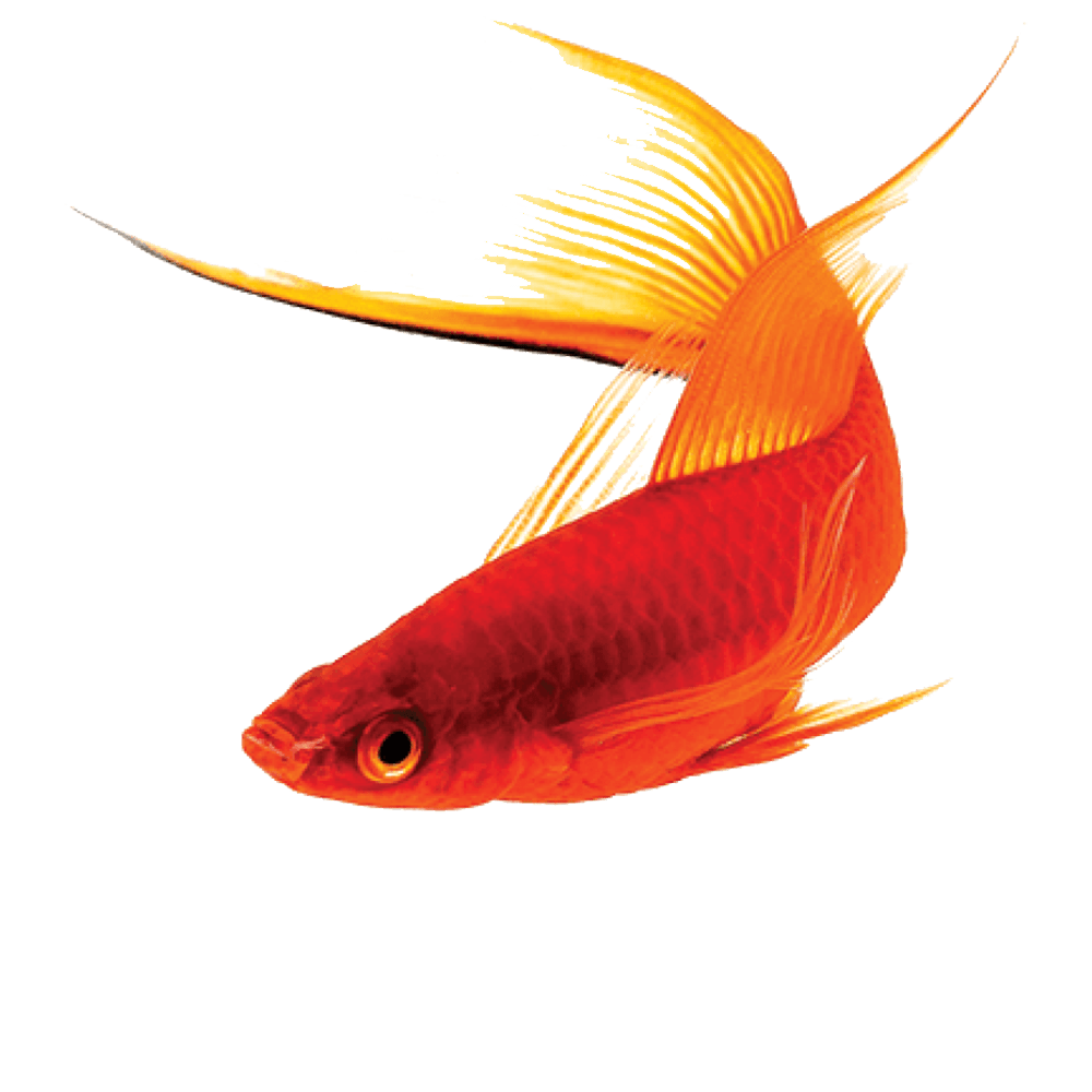 Red Fish Transparent Photo