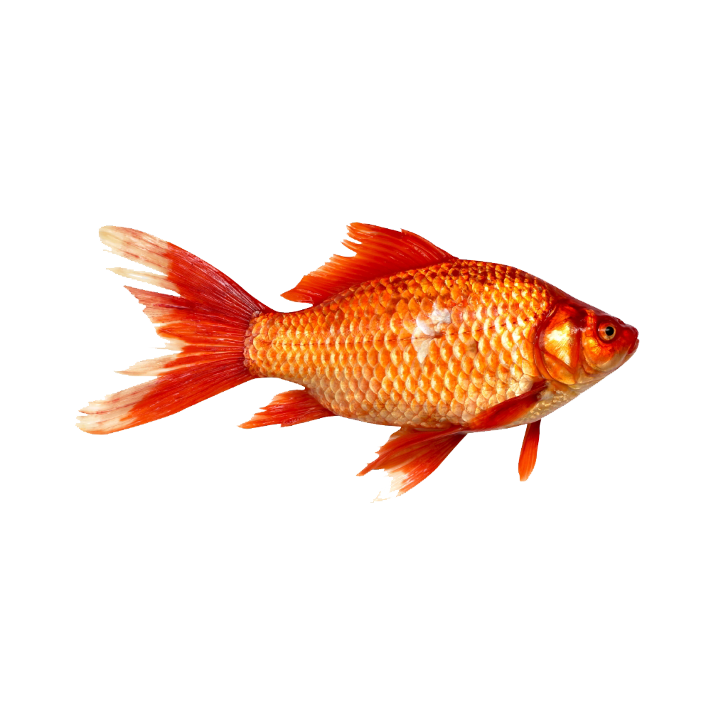Red Fish Transparent Picture