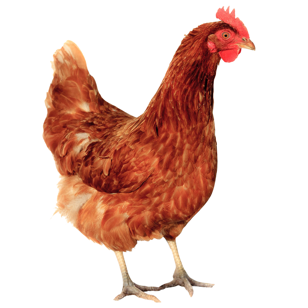 Red Hen Transparent Picture