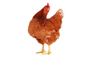 Red Hen PNG