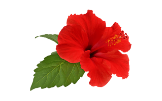 Red Hibiscus PNG