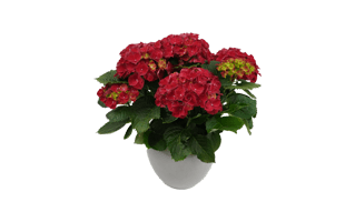 Red Hydrangea PNG
