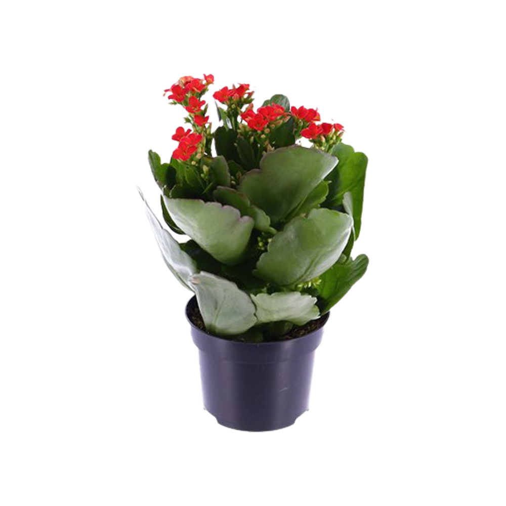 Red Kalanchoe  Transparent Gallery