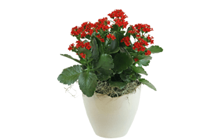 Red Kalanchoe PNG