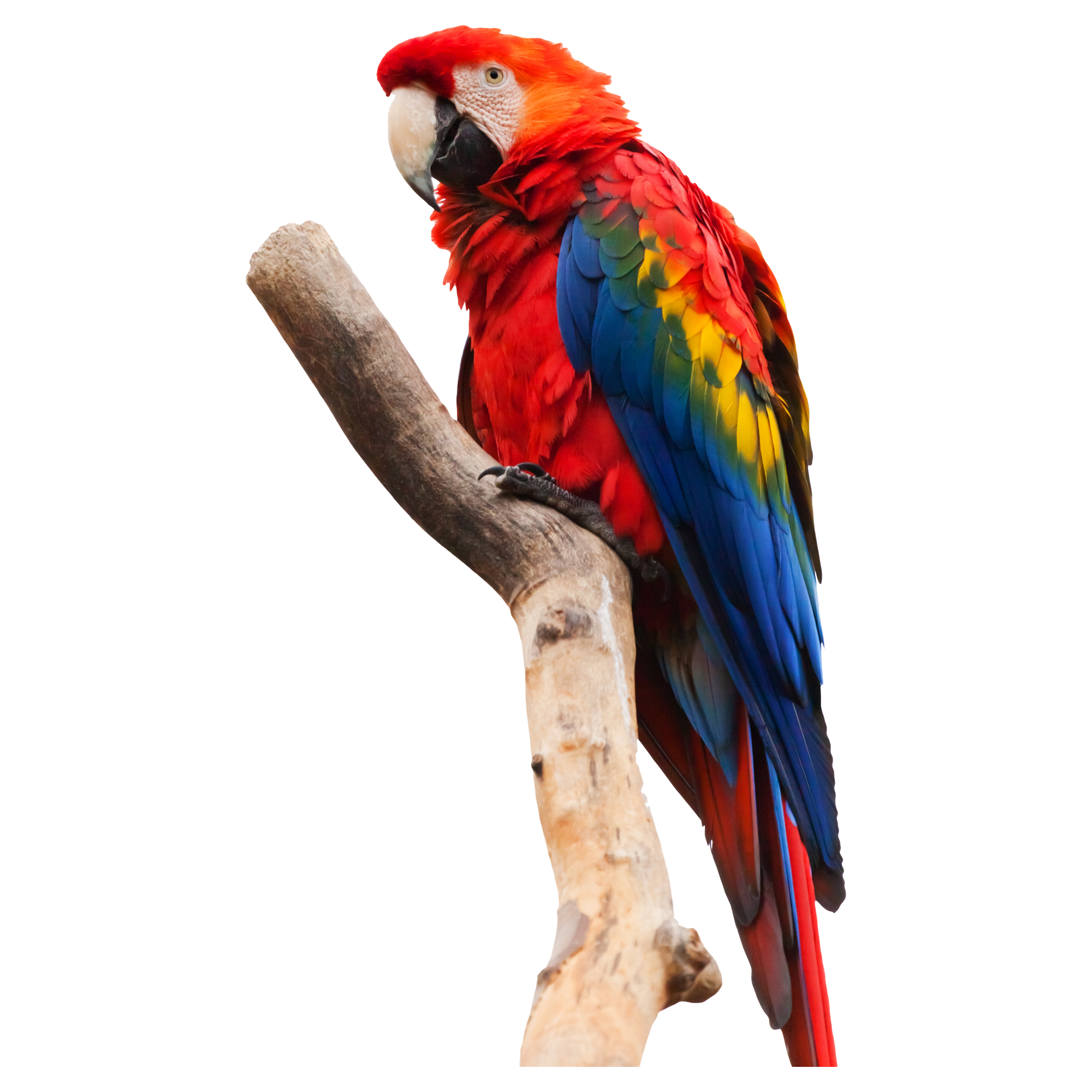 Red Parrot Transparent Photo