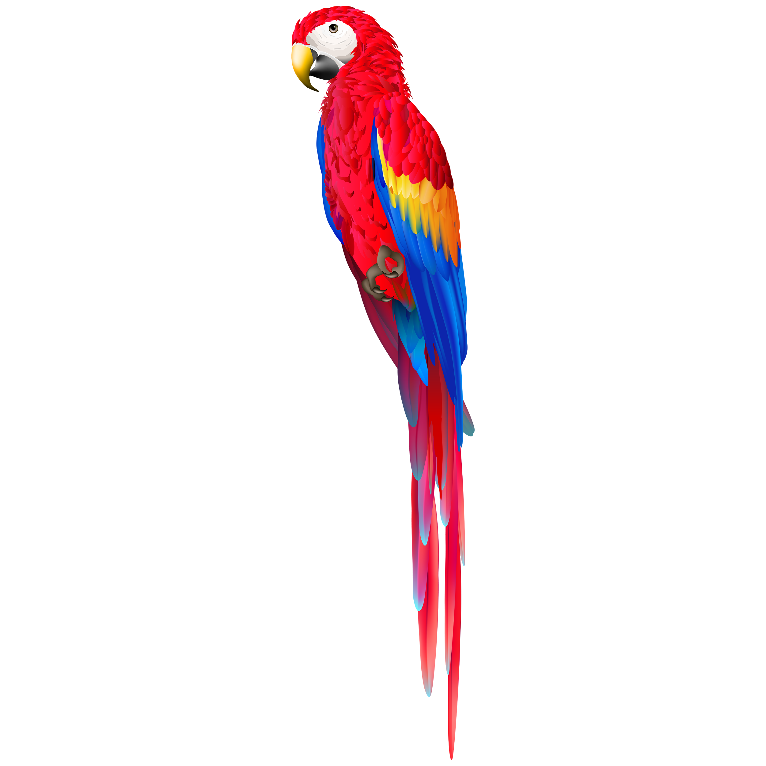 Red Parrot Transparent Clipart