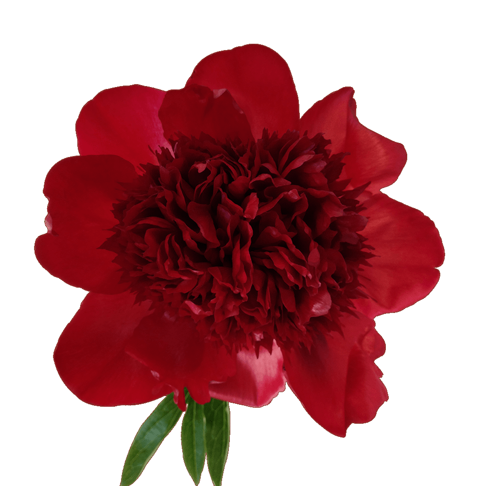 Red Peony Transparent Picture