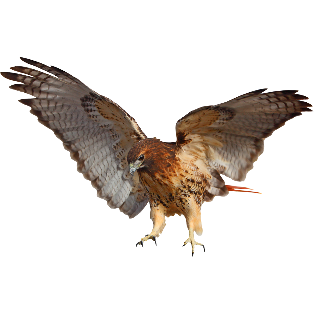 Red Tailed Hawk  Transparent Image