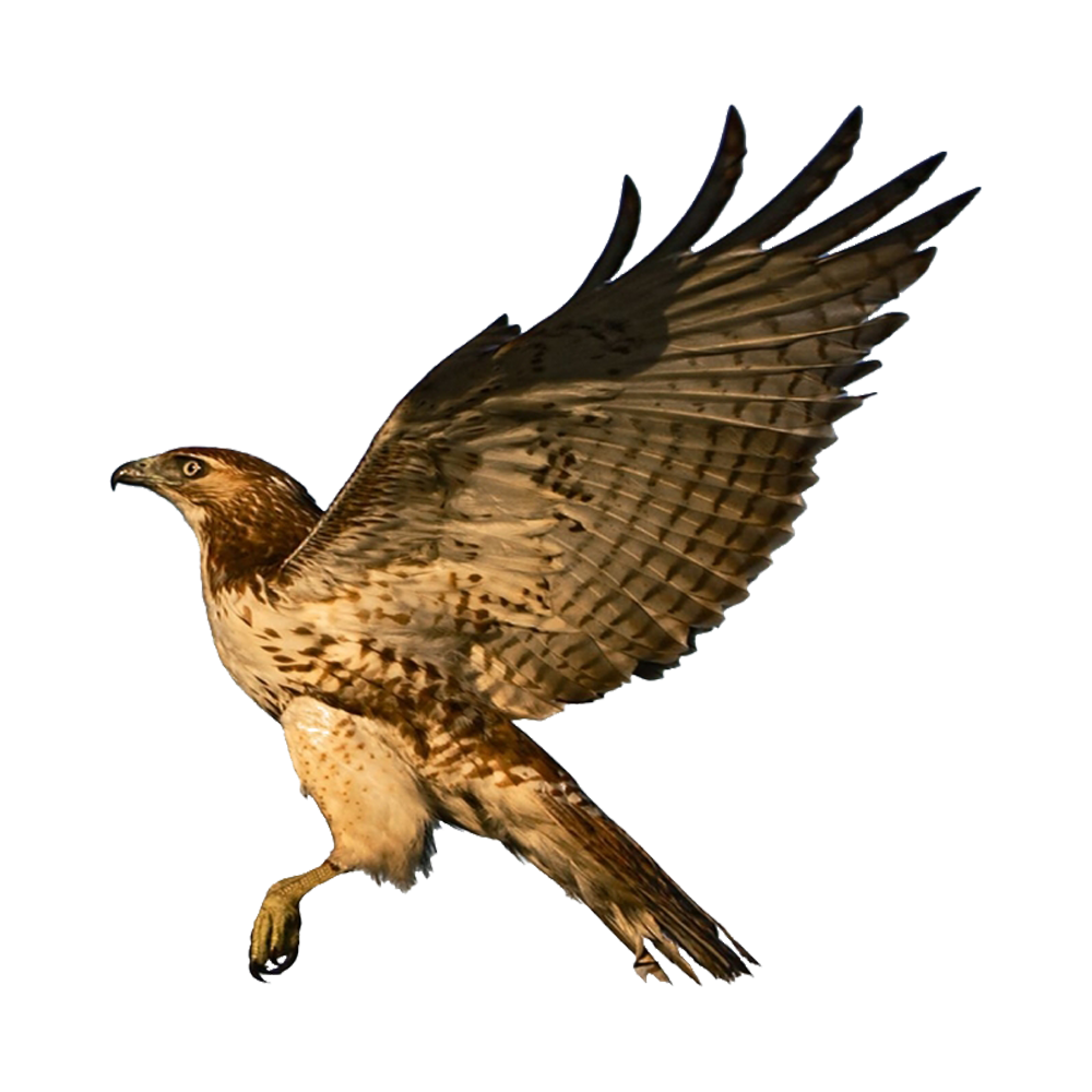 Red Tailed Hawk  Transparent Photo