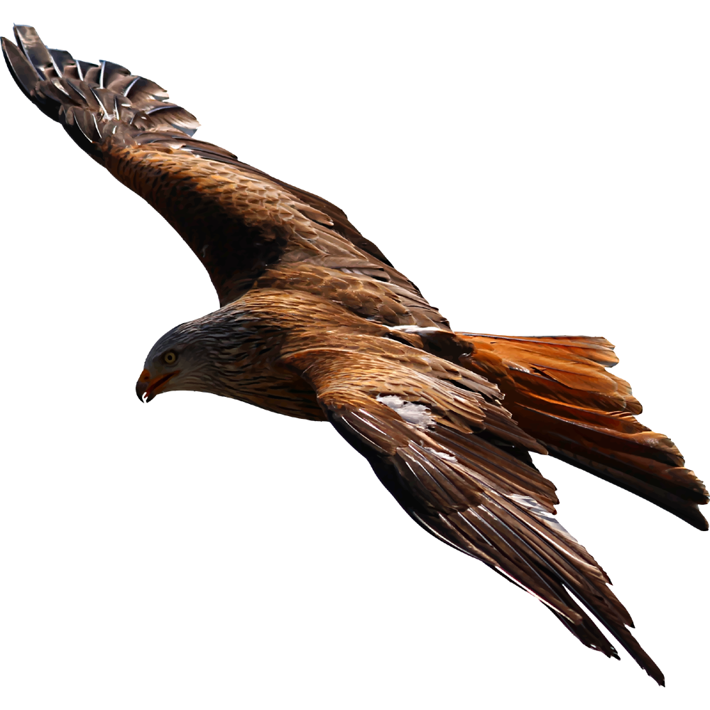Red Tailed Hawk Transparent Picture