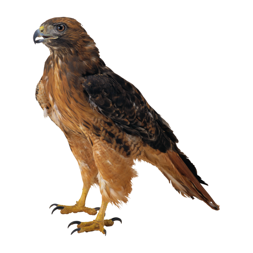 Red Tailed Hawk  Transparent Clipart