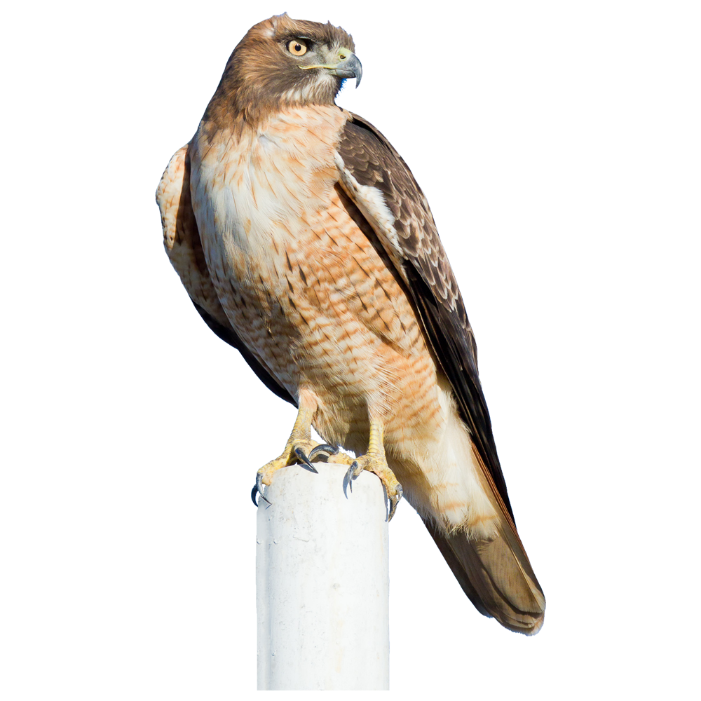 Red Tailed Hawk  Transparent Gallery