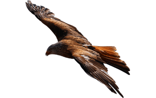 Red Tailed Hawk PNG