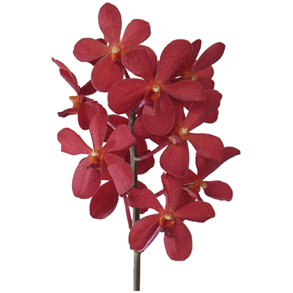 Red Vanda Orchid Flower  Transparent Image