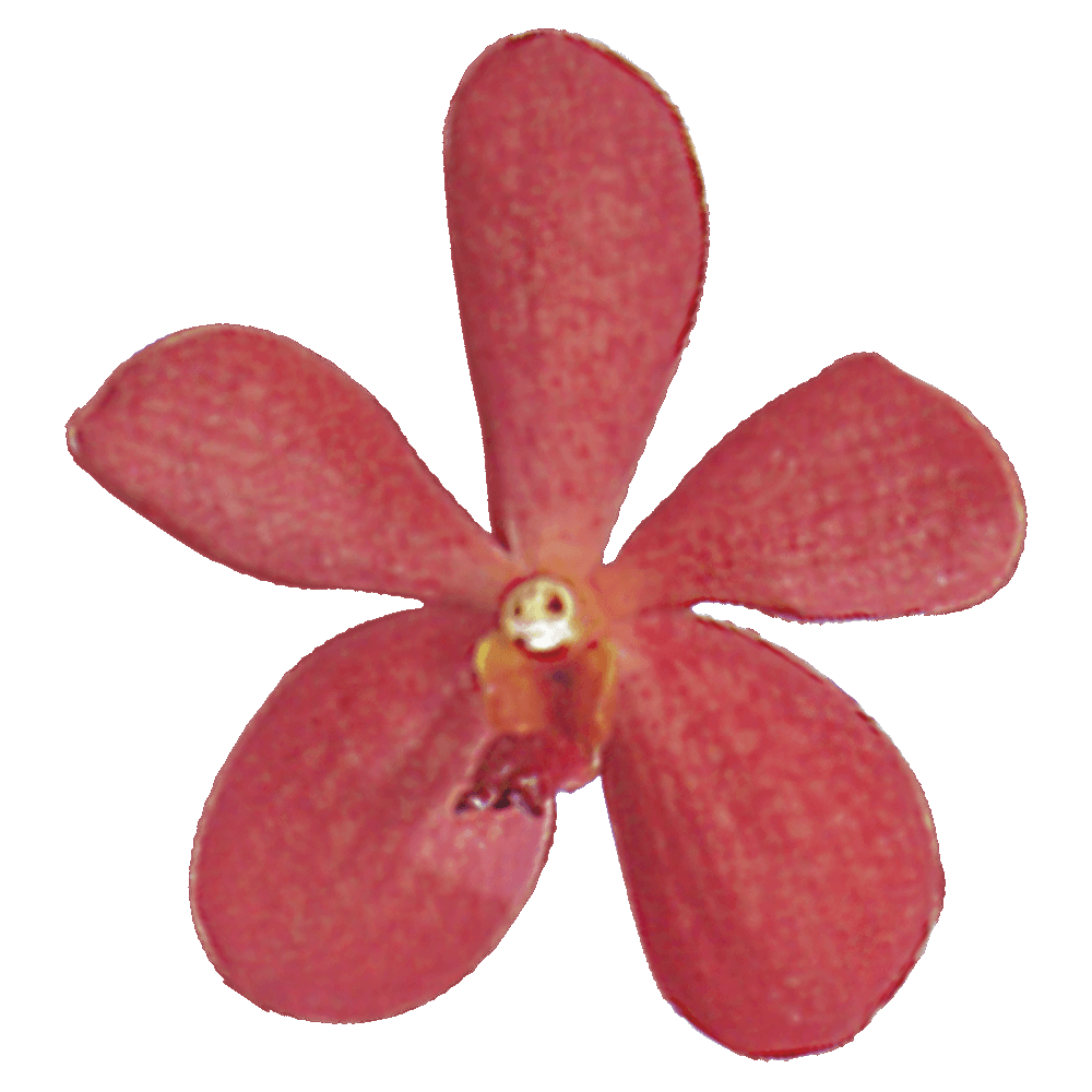 Red Vanda Orchid Flower  Transparent Photo