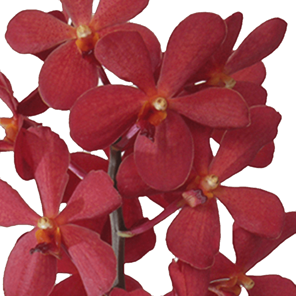 Red Vanda Orchid Flower Transparent Picture